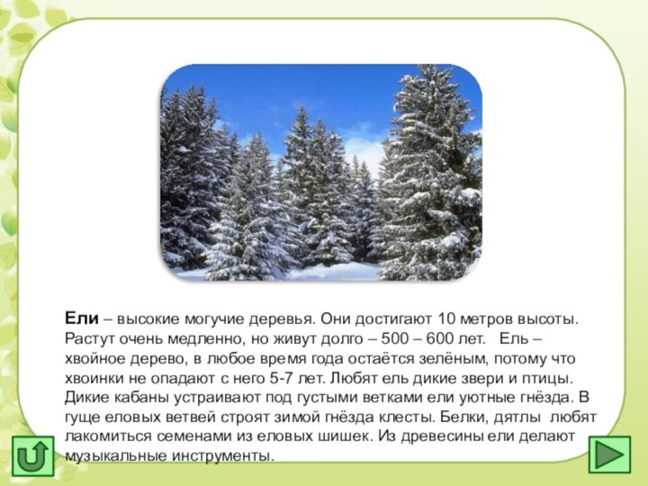 .Ели – высокие могучие деревья. Они достигают 10 метров высоты. Растут очень