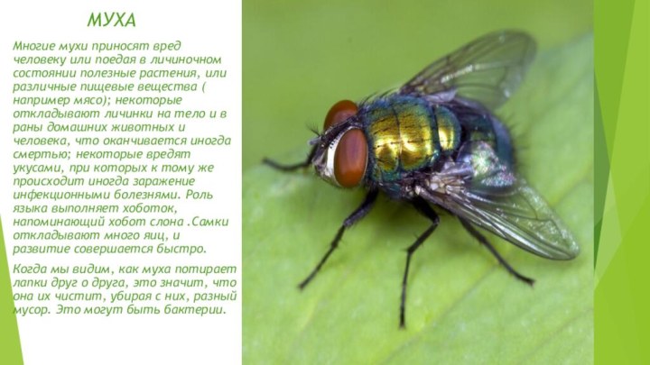 МУХАМногие мухи приносят вред человеку или поедая в