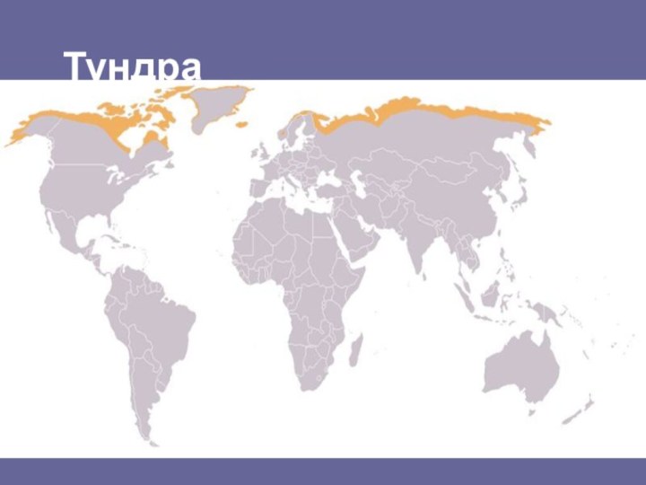 Тундра