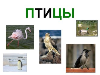 птицы