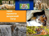 Презентация Амурский тигр презентация к уроку по окружающему миру (4 класс)