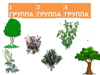 Конспект урока окружающего мира Трава у нашего дома 2 класс УМК Перспектива учебно-методический материал по окружающему миру (2 класс)