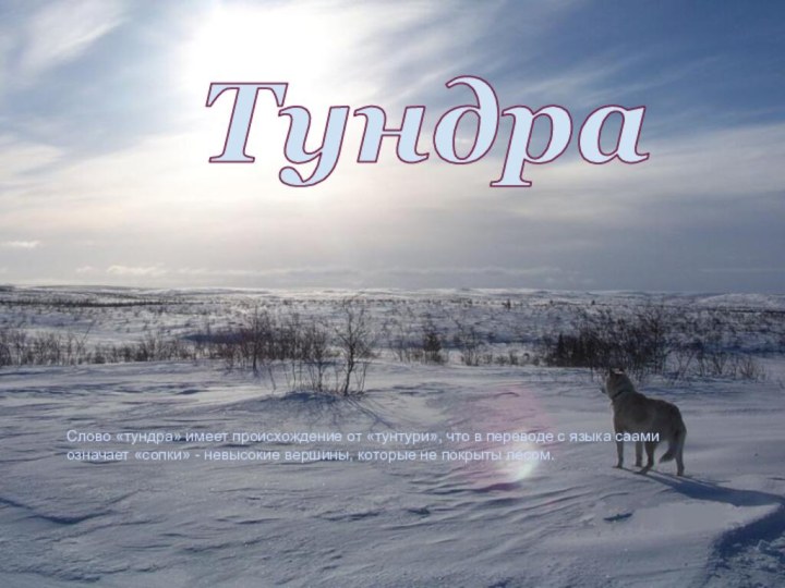 Слово «тундра» имеет происхождение от «тунтури», что в переводе с языка саами