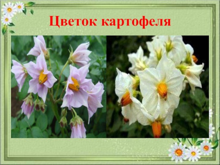 Цветок картофеля