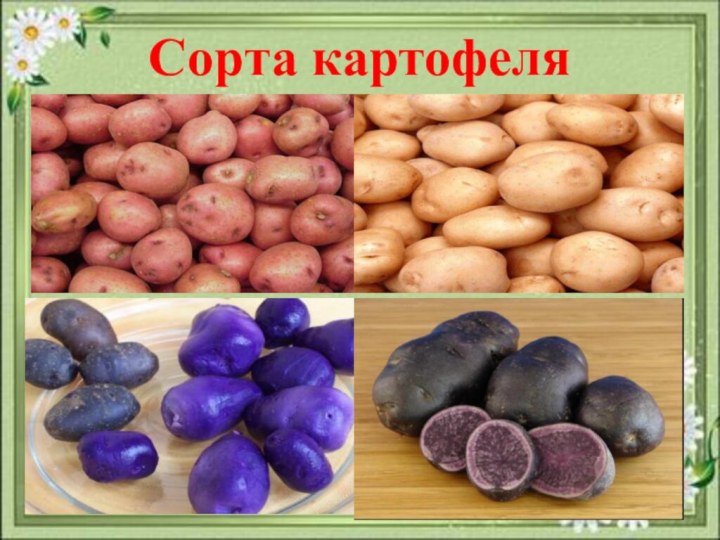 Сорта картофеля