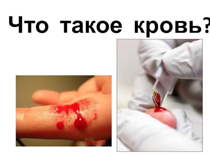 Что такое кровь?