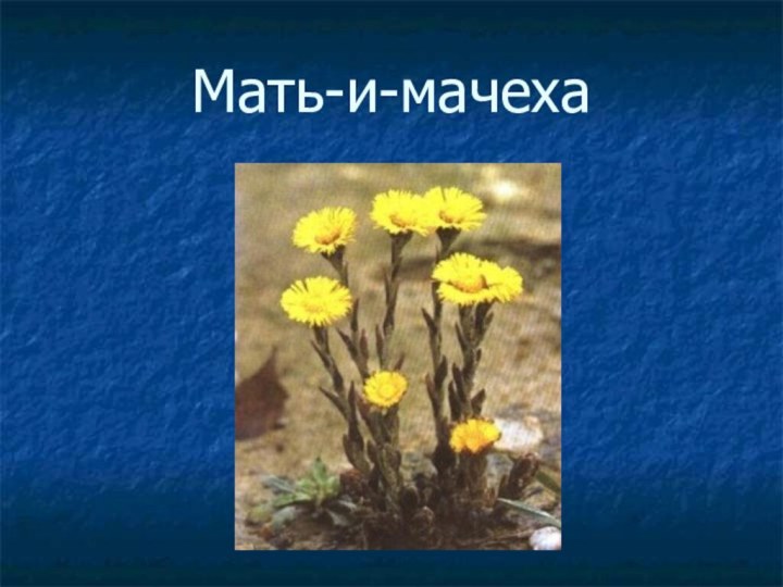 Мать-и-мачеха