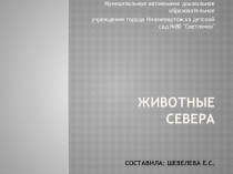 Презентация  Животные Севера презентация к уроку по окружающему миру (младшая группа)