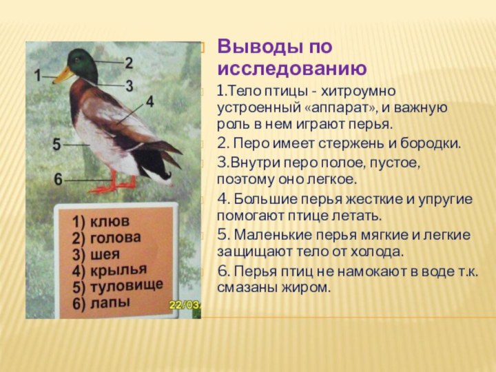 Выводы по исследованию 1.Тело птицы - хитроумно устроенный «аппарат», и важную роль