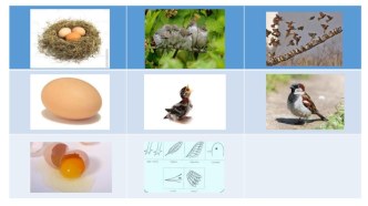 Интерактивная презентация. Системный оператор Птица презентация урока для интерактивной доски (подготовительная группа)