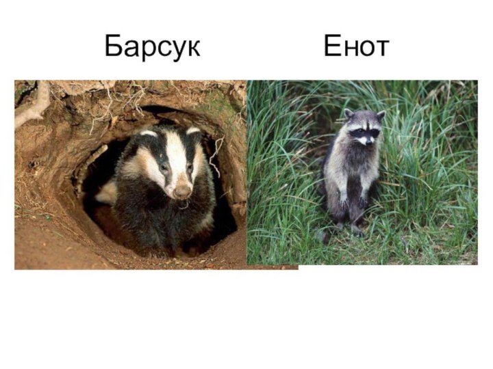 Барсук         Енот