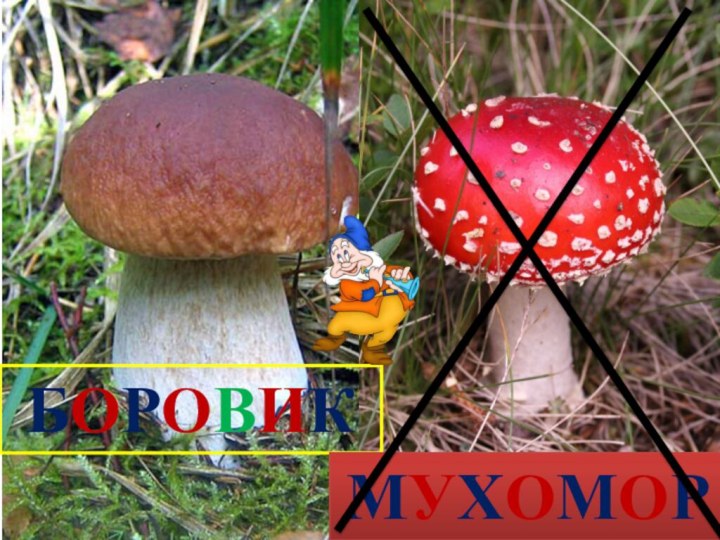 БОРОВИКМУХОМОР