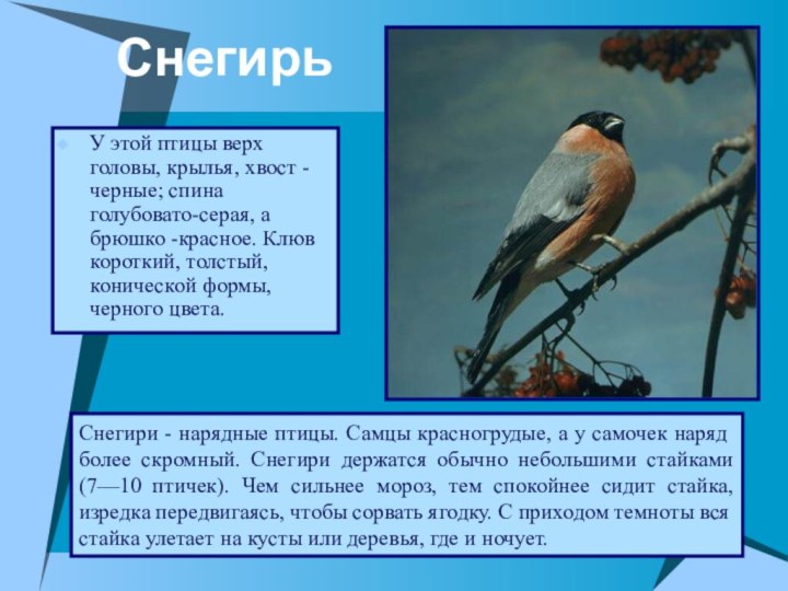 Снегирь У этой птицы верх головы, крылья, хвост - черные; спина голубовато-серая,