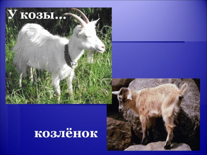 У козы…козлёнок