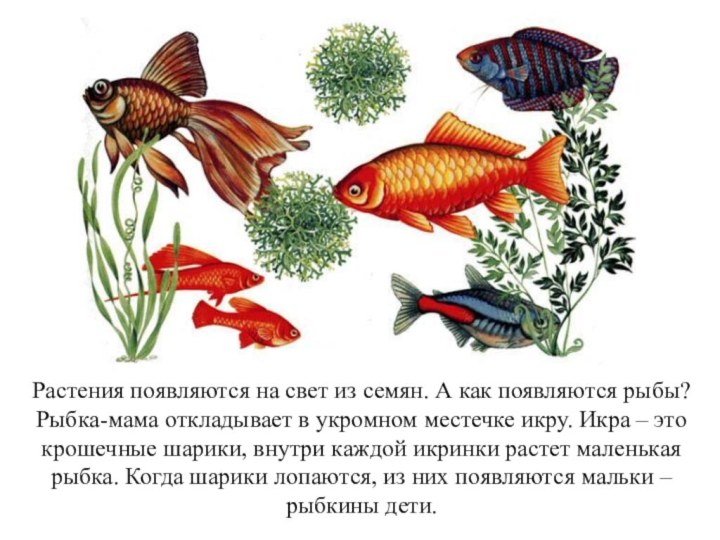 Растения появляются на свет из семян. А как появляются рыбы?Рыбка-мама откладывает