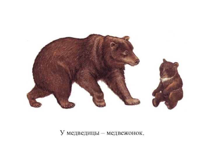 У медведицы – медвежонок.