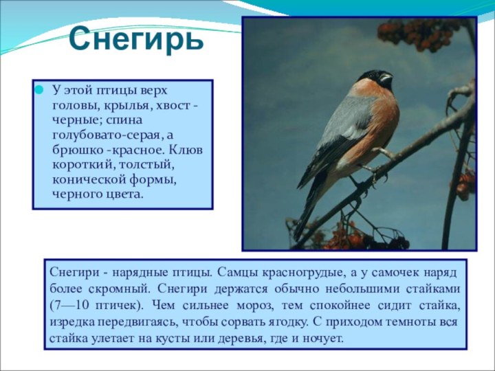 Снегирь У этой птицы верх головы, крылья, хвост - черные; спина голубовато-серая,