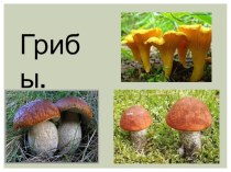 грибы презентация к уроку (окружающий мир, 3 класс)