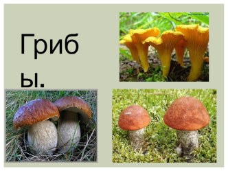 грибы презентация к уроку (окружающий мир, 3 класс)