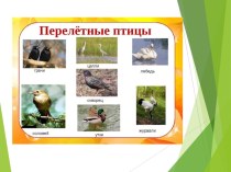 Птицы весной презентация к уроку по окружающему миру (средняя группа)