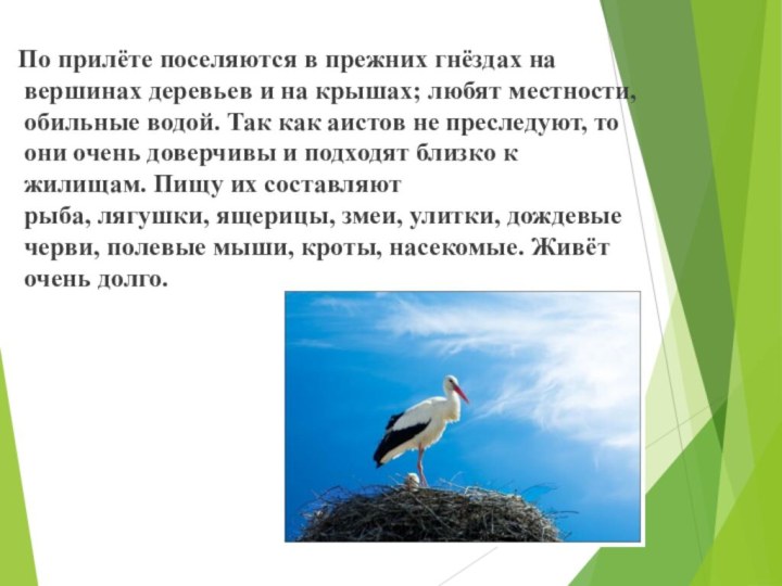 По прилёте поселяются в прежних гнёздах на вершинах деревьев и