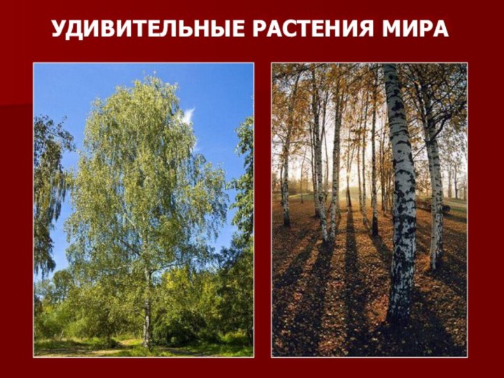 УДИВИТЕЛЬНЫЕ РАСТЕНИЯ МИРА