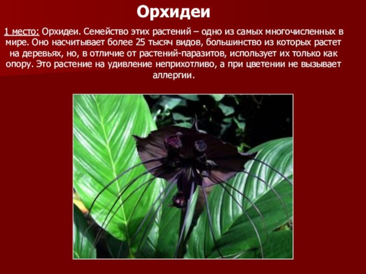 Орхидеи1 место: Орхидеи. Семейство этих растений – одно из самых многочисленных в