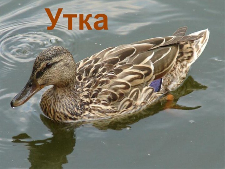 Утка