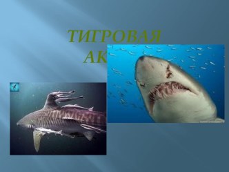 Тигровая акула занимательные факты