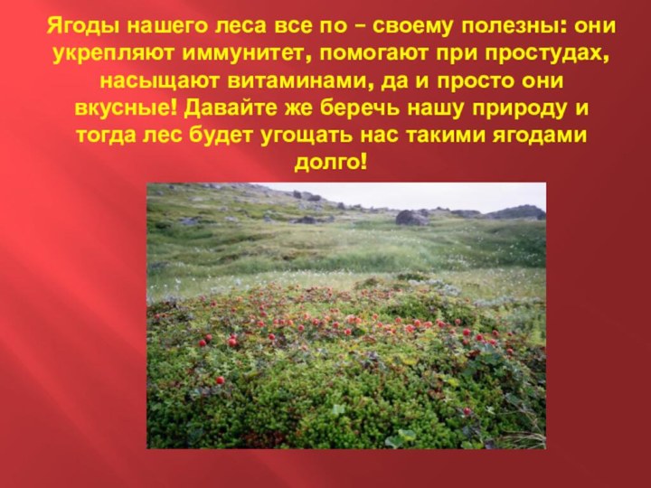 Ягоды нашего леса все по – своему полезны: они укрепляют иммунитет, помогают