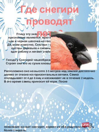 Папка-передвижка Где снегири проводят лето? занимательные факты по теме