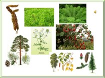 Разнообразие растений план-конспект урока (окружающий мир, 3 класс) по теме
