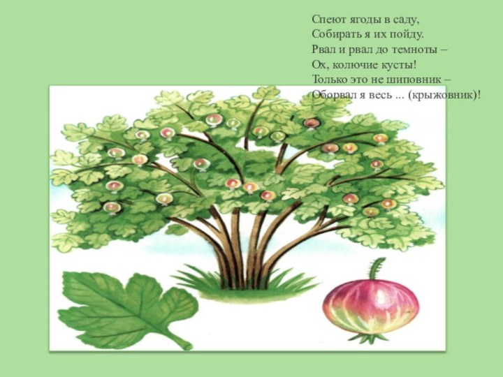 Спеют ягоды в саду,Собирать я их пойду.Рвал и рвал до темноты –Ох,