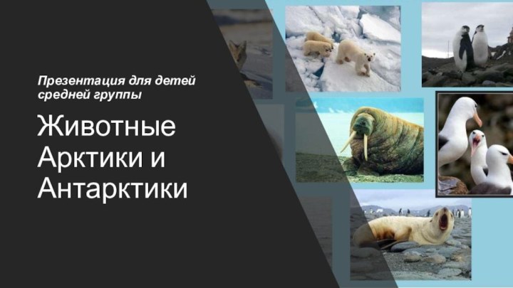 Животные Арктики и АнтарктикиПрезентация для детей средней группы