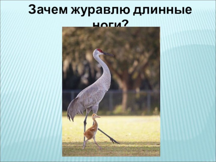 Зачем журавлю длинные ноги?