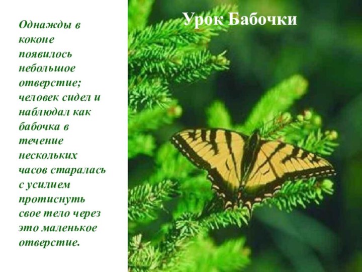 Урок БабочкиОднажды в коконе появилось небольшое отверстие; человек сидел и наблюдал как