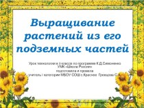 Выращивание растений из его подземных частей. план-конспект урока по технологии (4 класс)