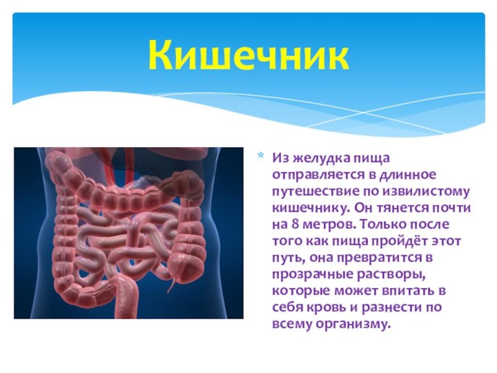 Из желудка пища отправляется в длинное путешествие по извилистому кишечнику. Он тянется