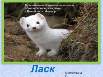 Презентация Ласка презентация к уроку по окружающему миру (старшая группа)