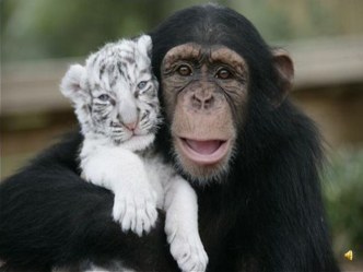 Тема: В мире животных. презентация к уроку (4 класс)