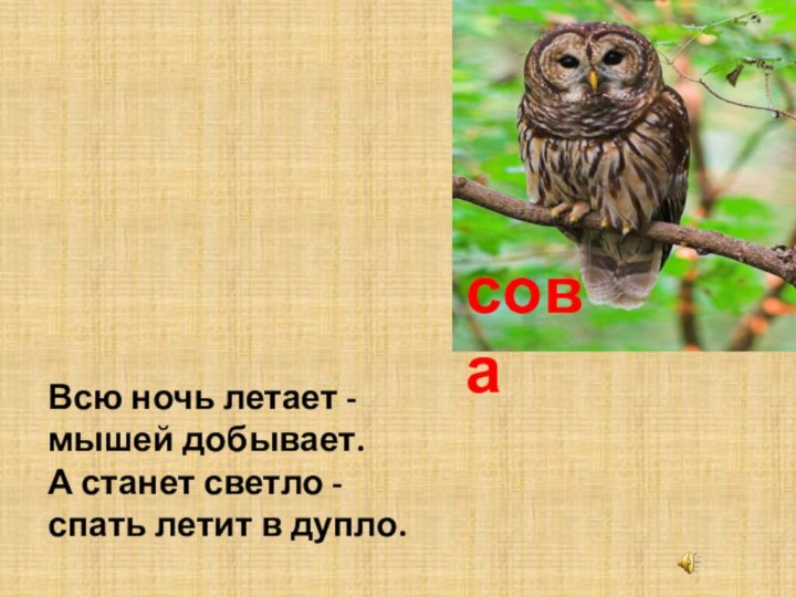 соваВсю ночь летает - мышей добывает. А станет светло - спать летит в дупло. 