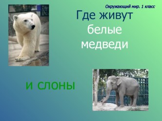 Презентация к уроку окружающего мира Где живут медведи?