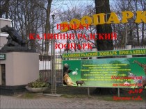 Отчет о Проекте Калининградский зоопарк проект по окружающему миру (средняя, старшая группа)