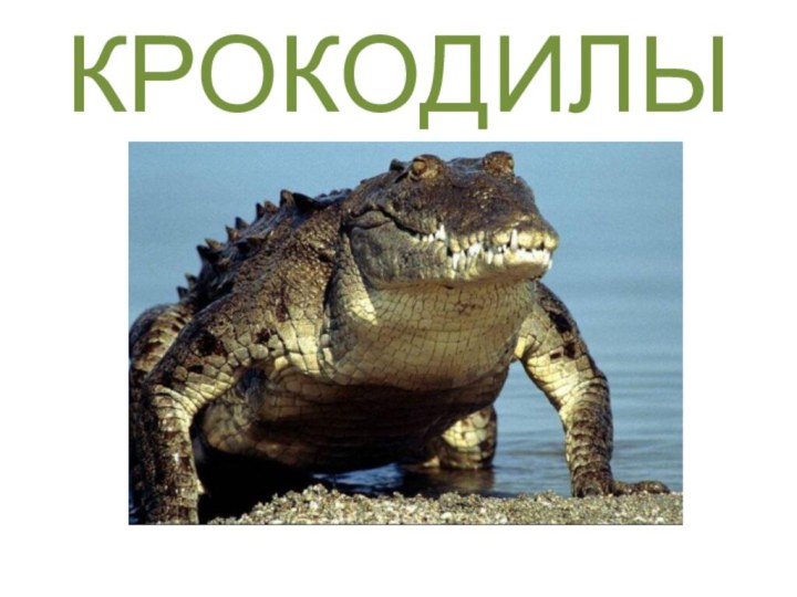 КРОКОДИЛЫ