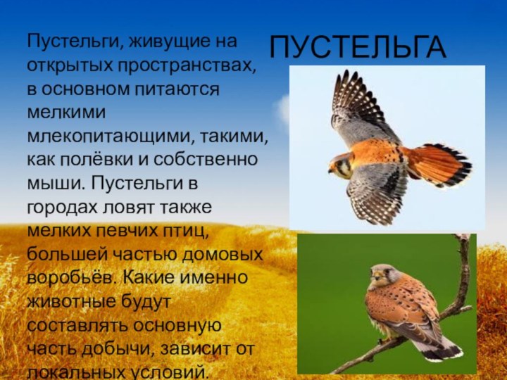 ПУСТЕЛЬГАПустельги, живущие на открытых пространствах, в основном питаются мелкими млекопитающими, такими, как полёвки и собственно