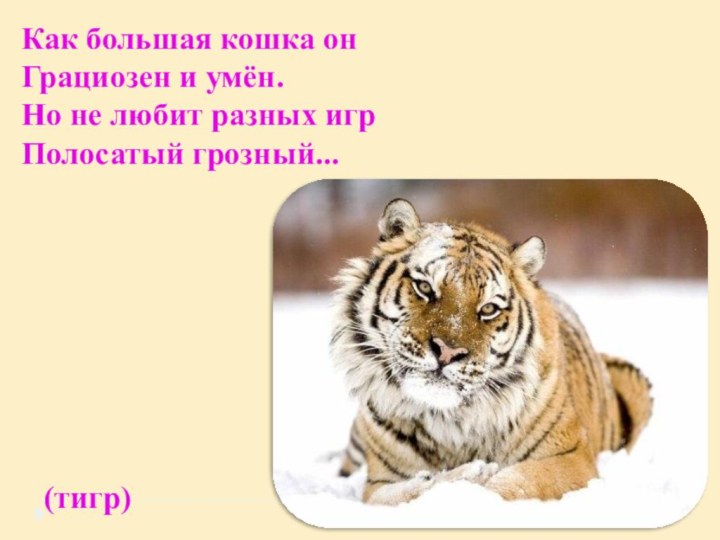 Как большая кошка он Грациозен и умён. Но не любит разных игр Полосатый грозный...(тигр)