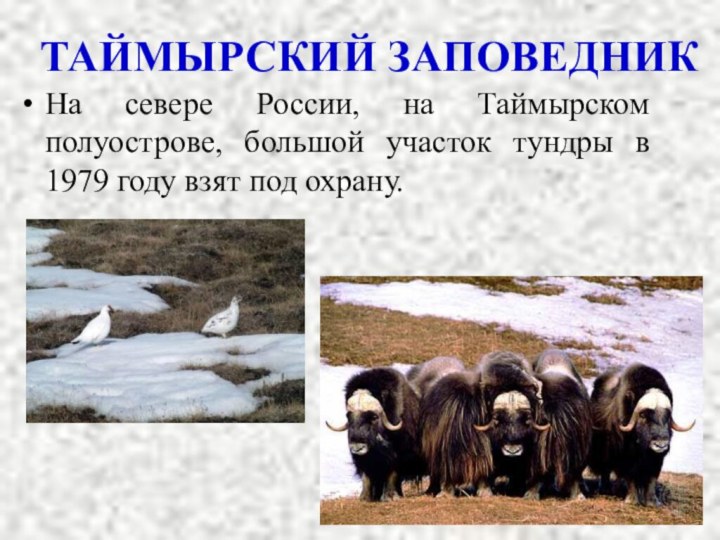 На севере России, на Таймырском полуострове, большой участок тундры в 1979 году взят под охрану.ТАЙМЫРСКИЙ ЗАПОВЕДНИК
