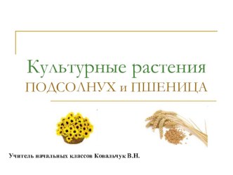Презентация по окружающему миру Культурные растения( подсолнух и пшеница) проект по окружающему миру (2 класс)