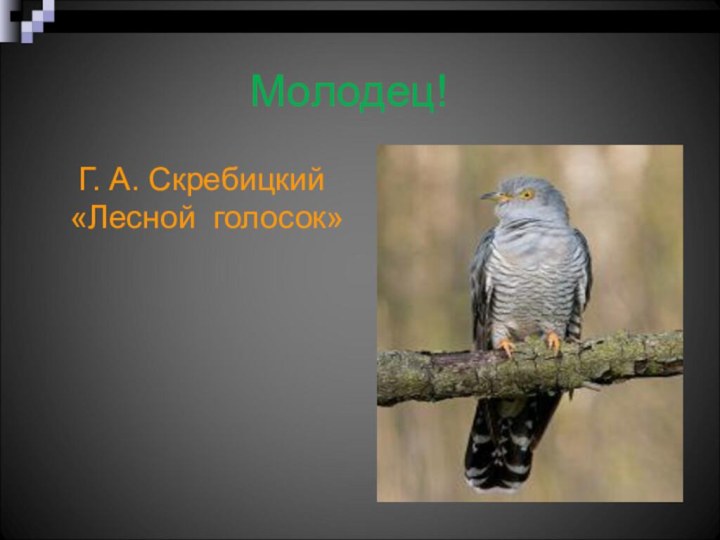 Молодец!  Г. А. Скребицкий «Лесной голосок»