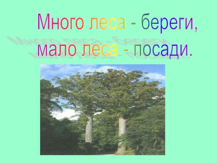 Много леса - береги,  мало леса - посади.